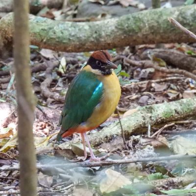 Noisy Pitta, Vision Walks Eco-Tours