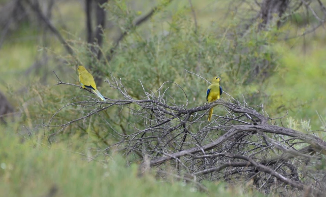 Elegant Parrots