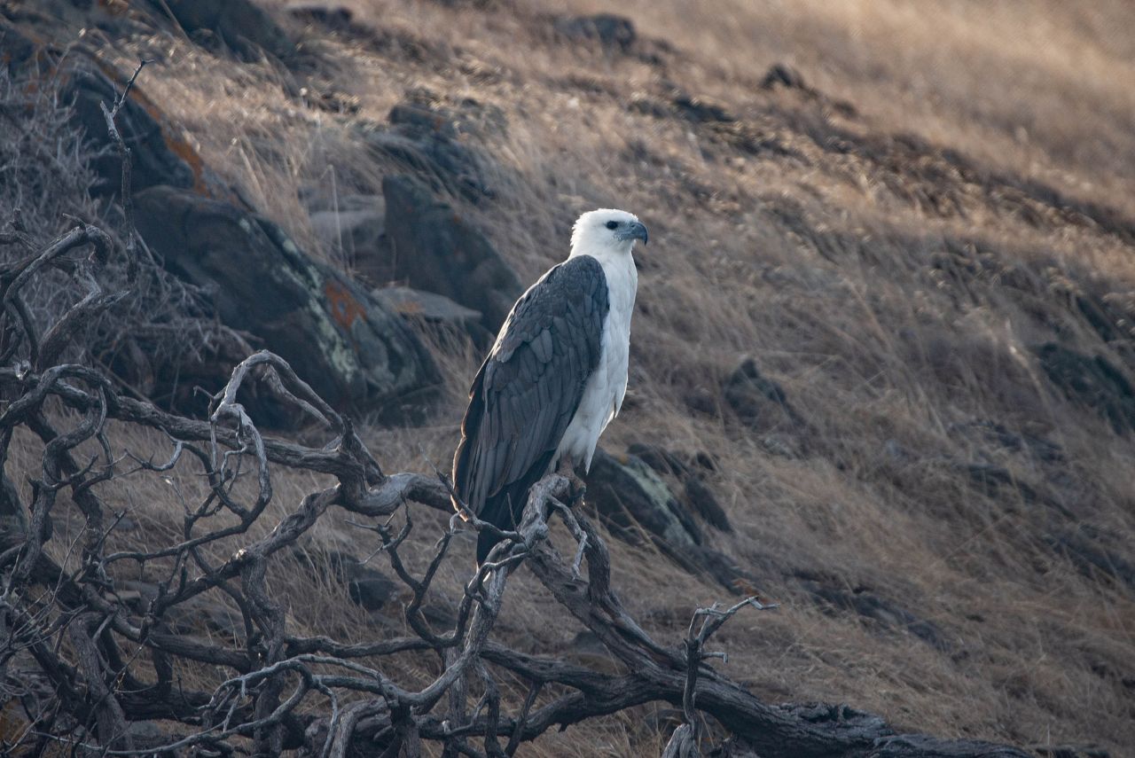 White-bellied Sea-Eagle - Exceptional Kangaroo Island