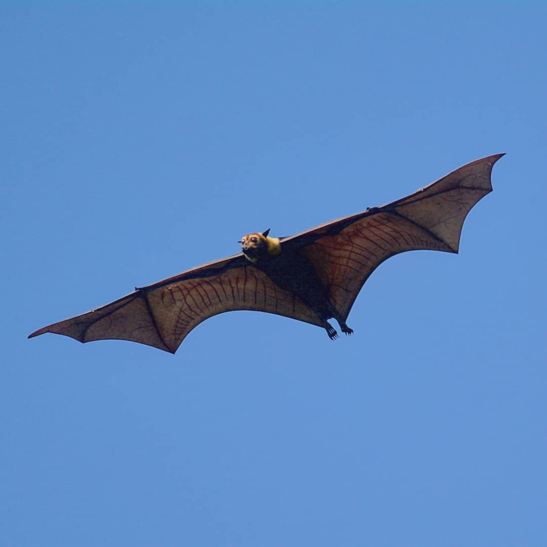 Spectacled Flying-fox - FNQ Nature Tours