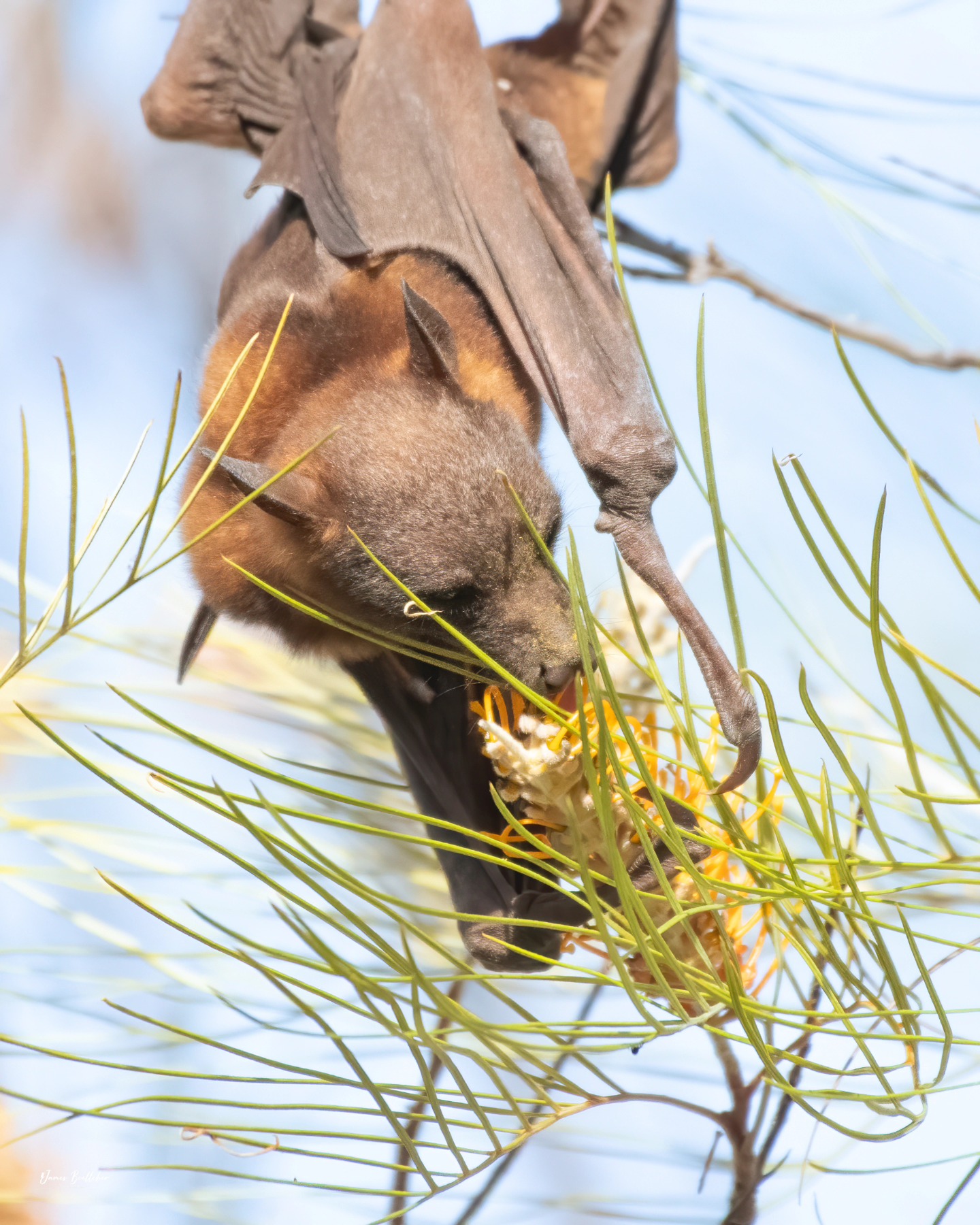 Little-red flying-fox - FNQ Nature Tours
