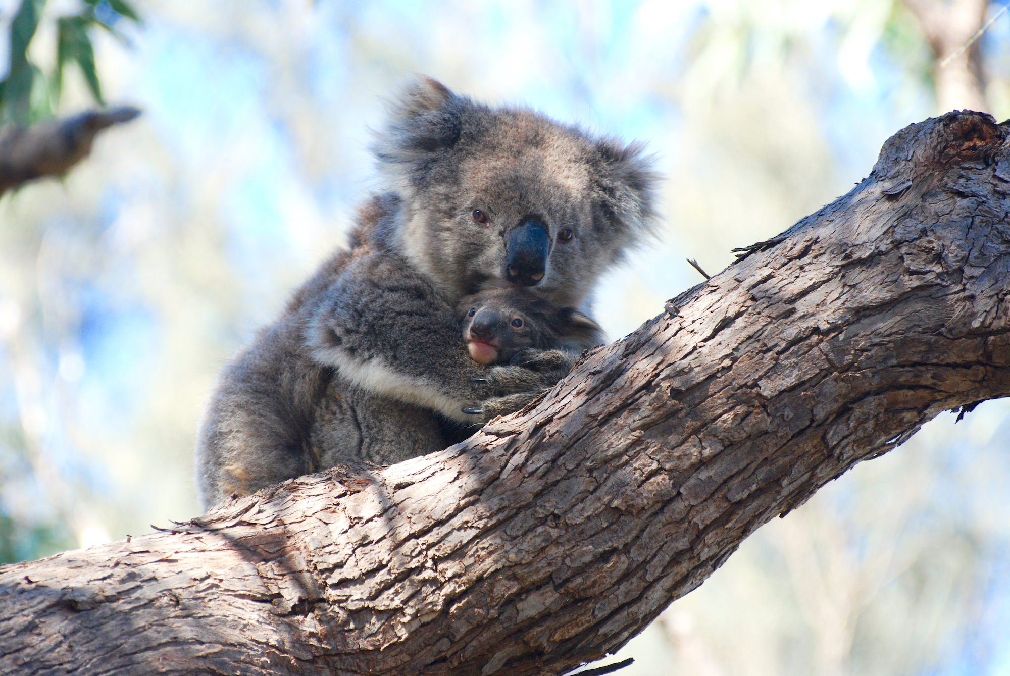 Four tips to spot koalas in the wild