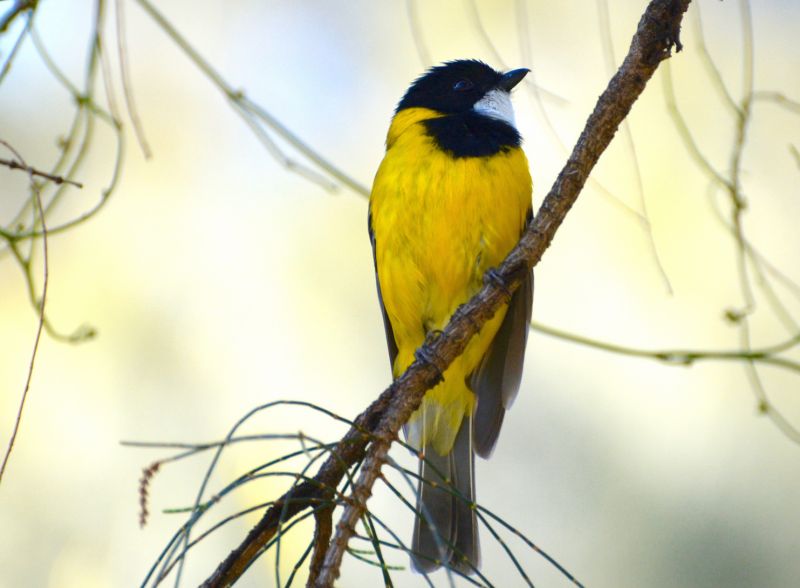 Eyre Birding - Day One