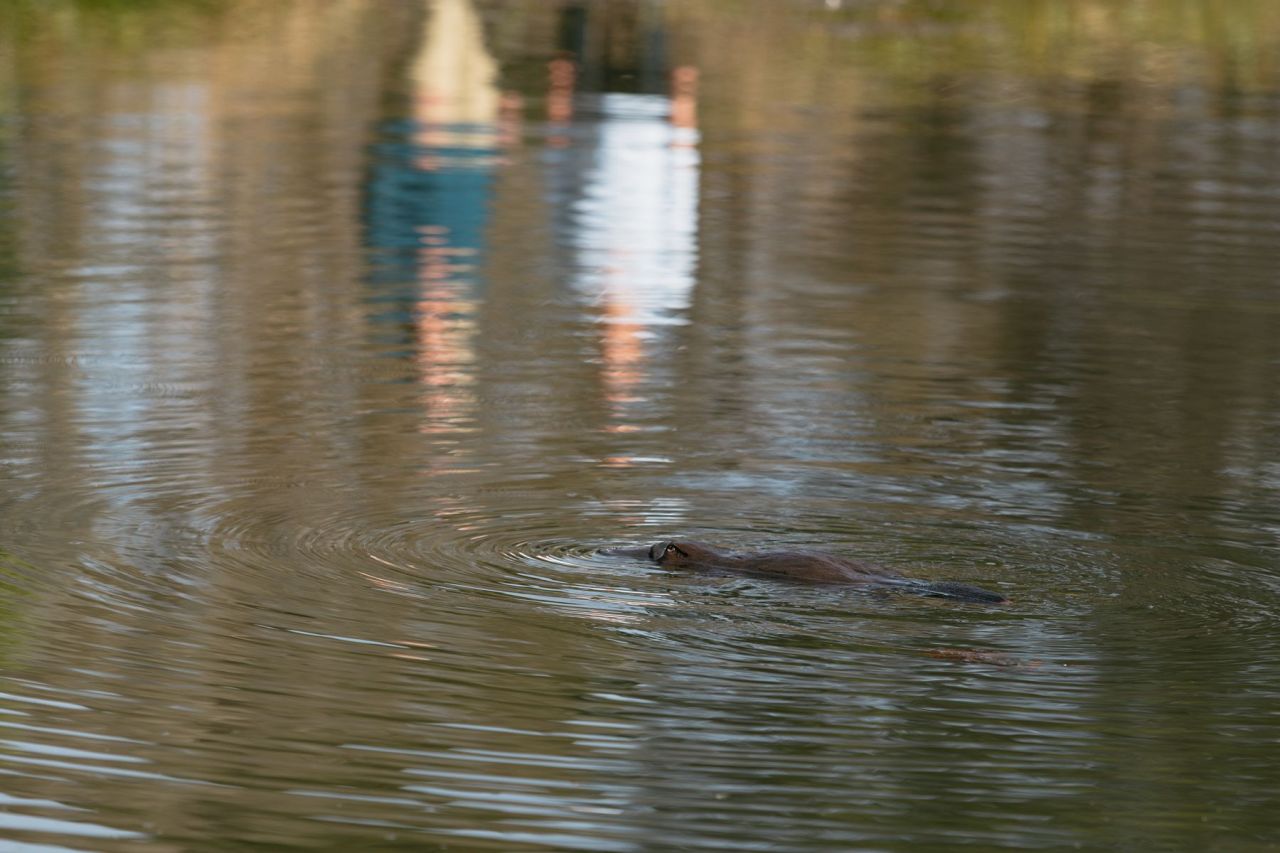 TA - Australian Wildlife Journeys - Premier Travel Tasmania - Jarrad Seng