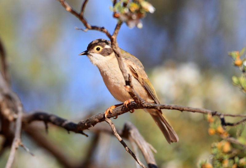 Eyre Birding - Hero 04