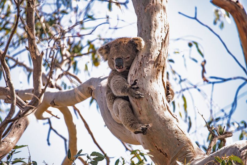 Koala Questions - Australia Walkabout Park