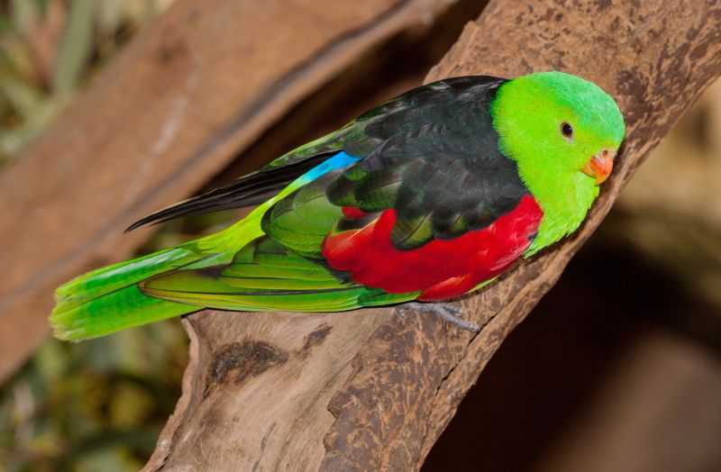 Australia's Top Most Coloured | Australian Wildlife Journeys