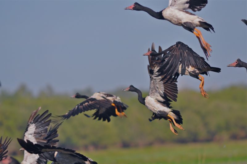 Kakadu Birding - Winter 01