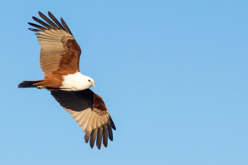 Kakadu Birding - Winter 02