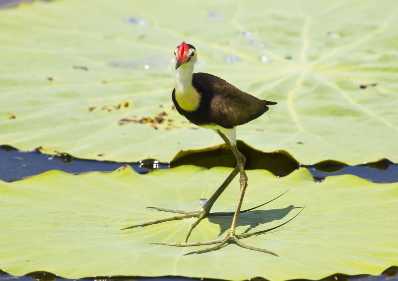 Kakadu Birding - Spring 01