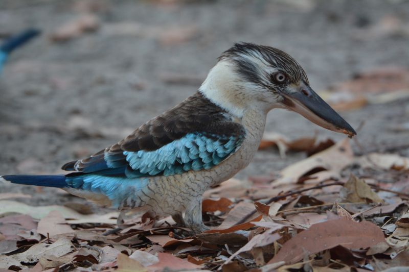 Kakadu Birding - Spring 04