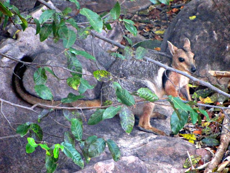 Kakadu Land Mammals - Spring 02