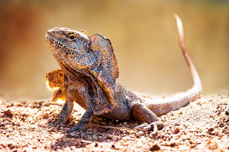 Kakadu Reptiles - Autumn 02