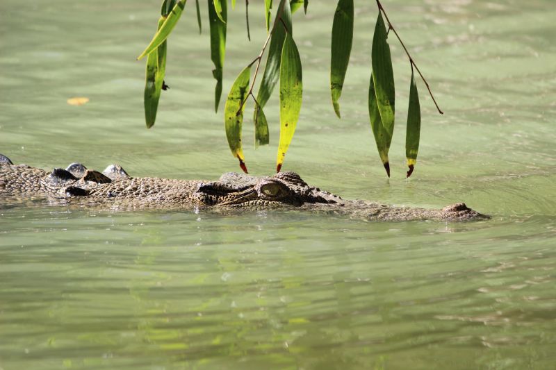 Kakadu Reptiles - Spring 02