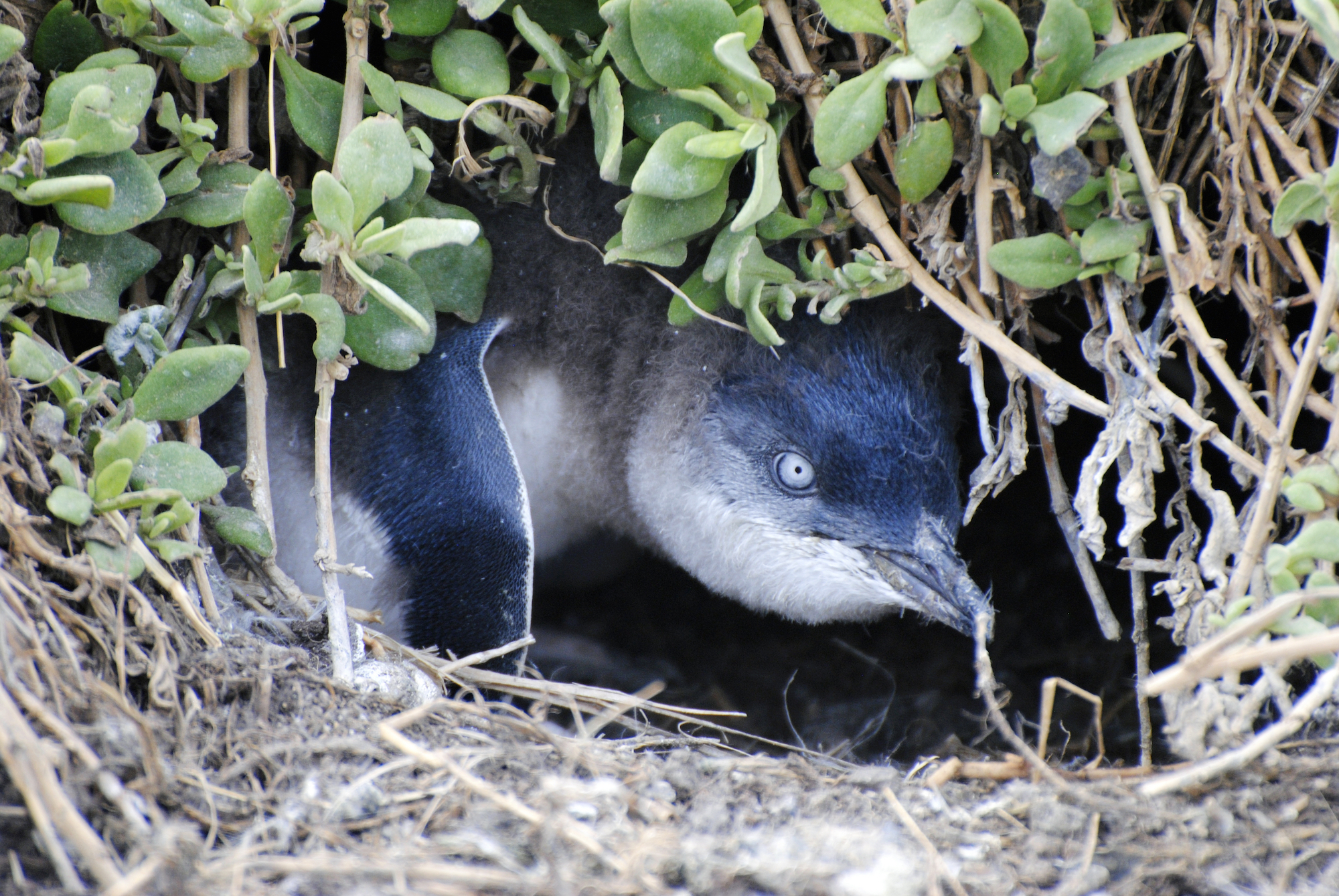 Little Blue Penguins Tracked