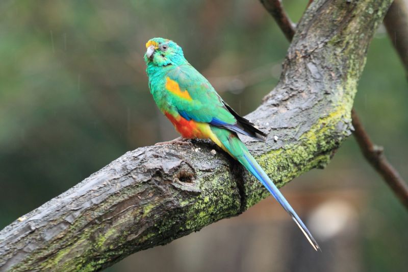 australia-s-top-10-most-beautifully-coloured-birds-australian