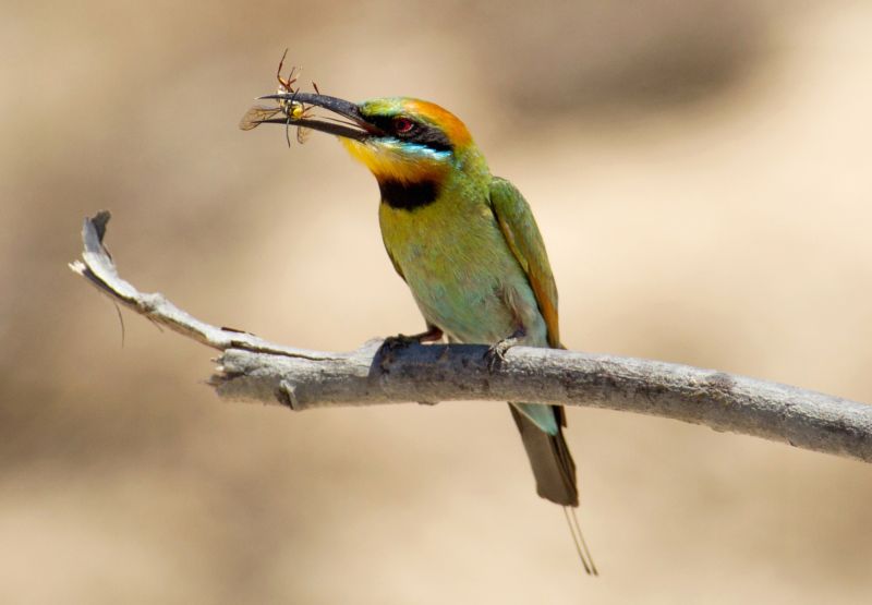 Arkaba Birding - Spring 02