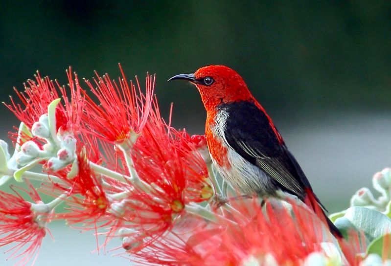 East Gippsland Birding - Summer 01