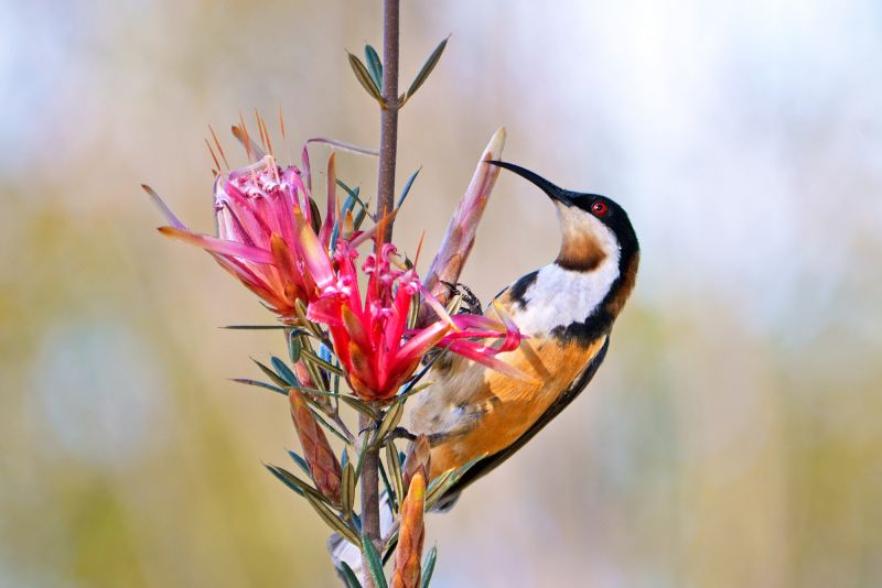 East Gippsland Birding - Summer 04