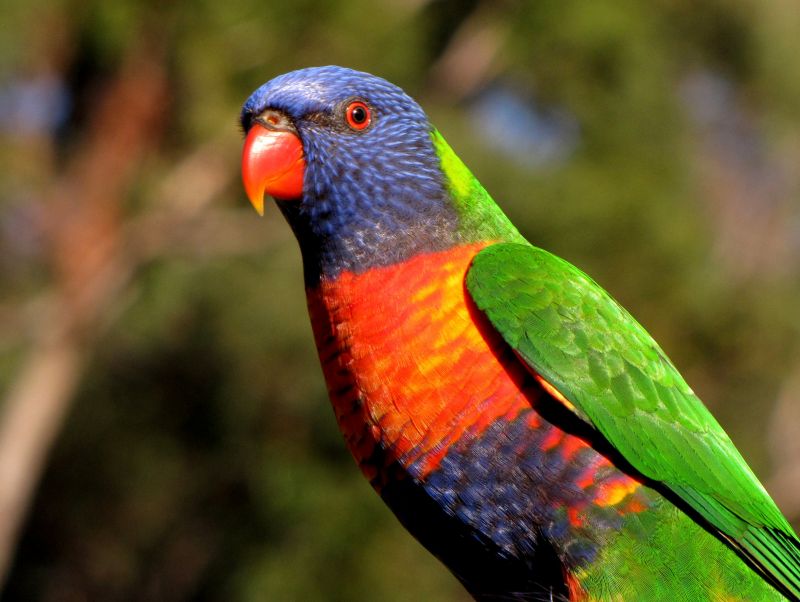 Australia's Top 10 Most Beautifully Coloured Birds | Australian ...