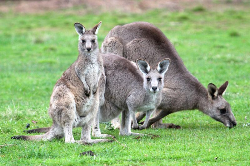 You Yangs Mammals - Winter 01