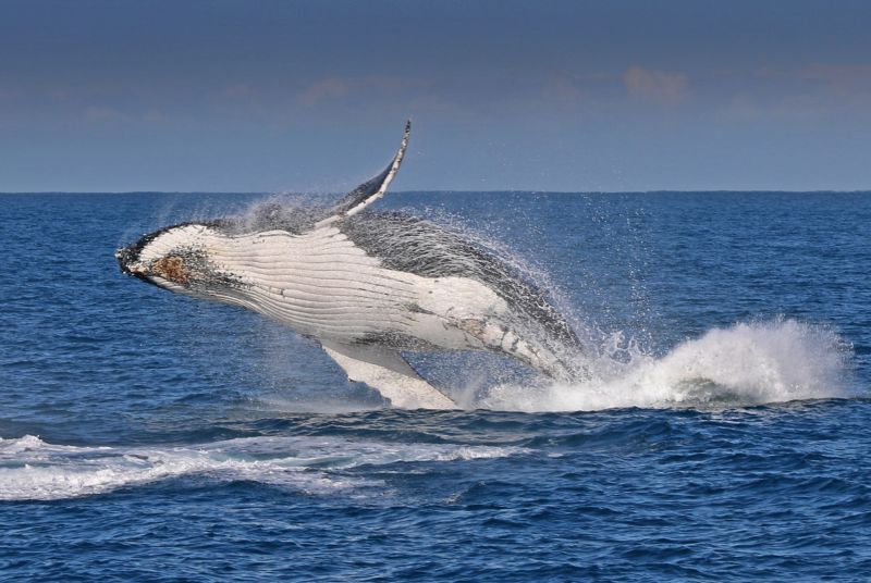 Winter Whale Cruise - Day One