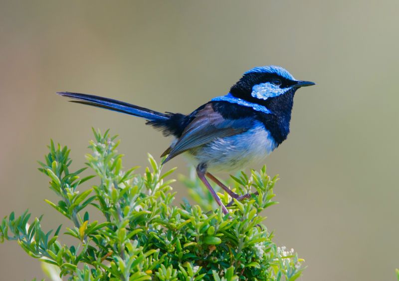 Kangaroo Island Birds - Spring 01