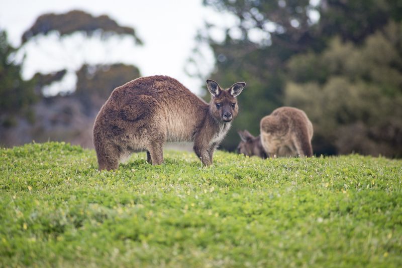 Kangaroo Island Land Mammals - Winter 01