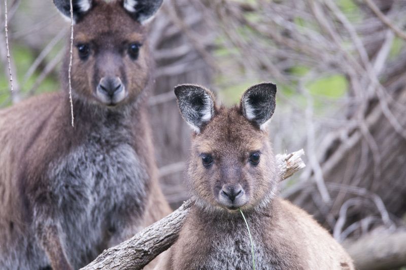 Kangaroo Island Land Mammals - Spring 01