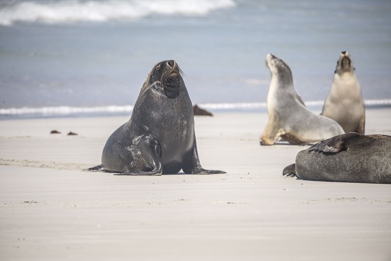 Kangaroo Island Marine Mammals - Summer 01