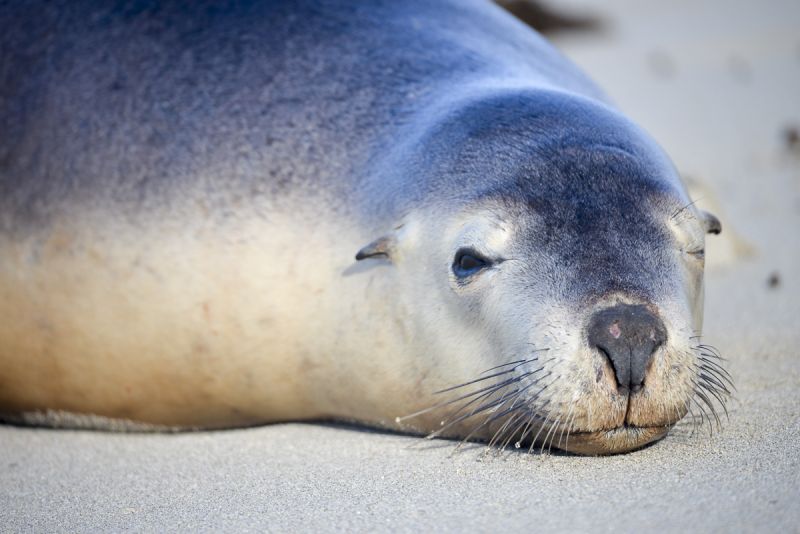 Kangaroo Island Marine Mammals - Winter 02