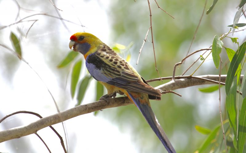 Maria Island Birds - Autumn 01