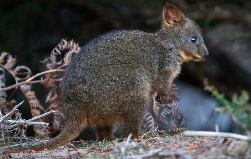 Maria Island Land Mammals - Summer 01