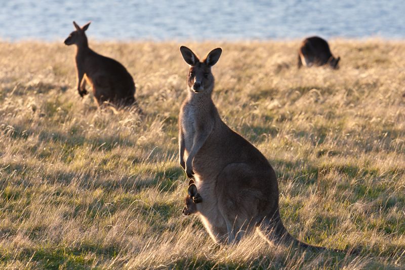 Maria Island Land Mammals - Summer 02