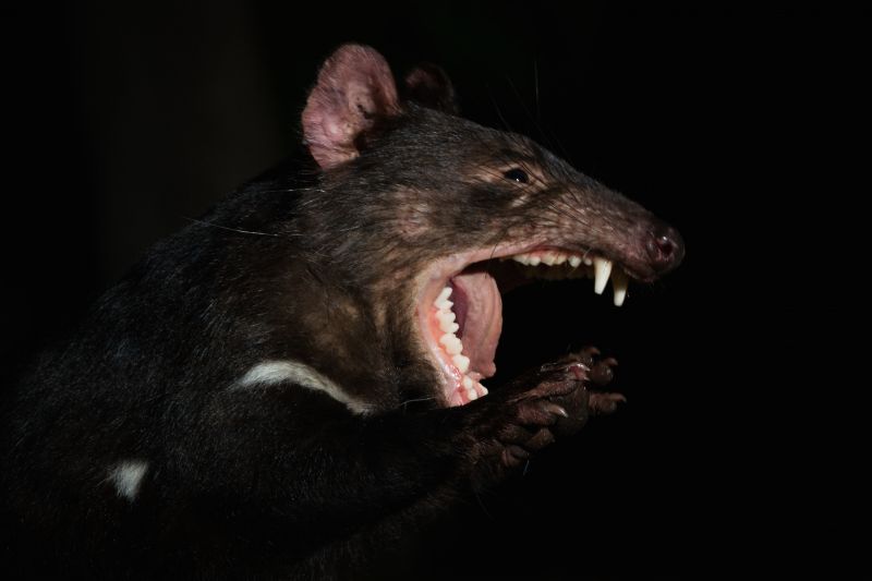 Maria Island Land Mammals - Summer 03