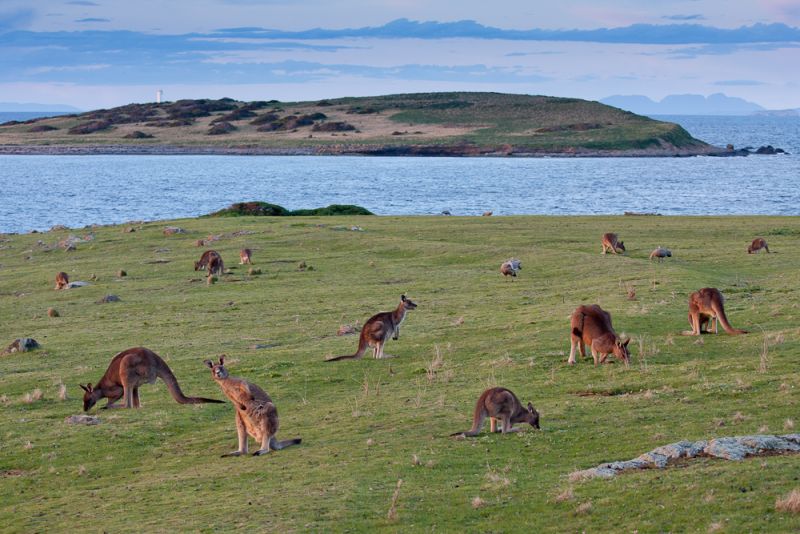 Maria Island Land Mammals - Autumn 02