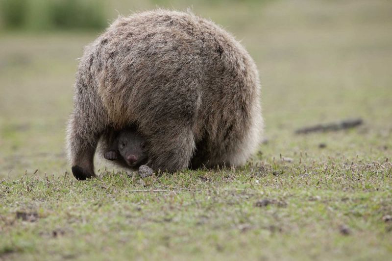 Maria Island Land Mammals - Spring 02