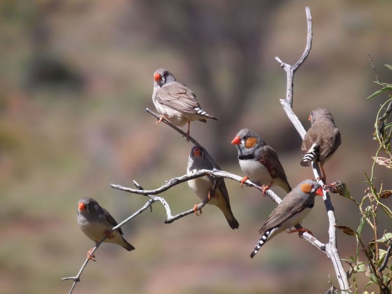 Uluru Birding - Summer 01