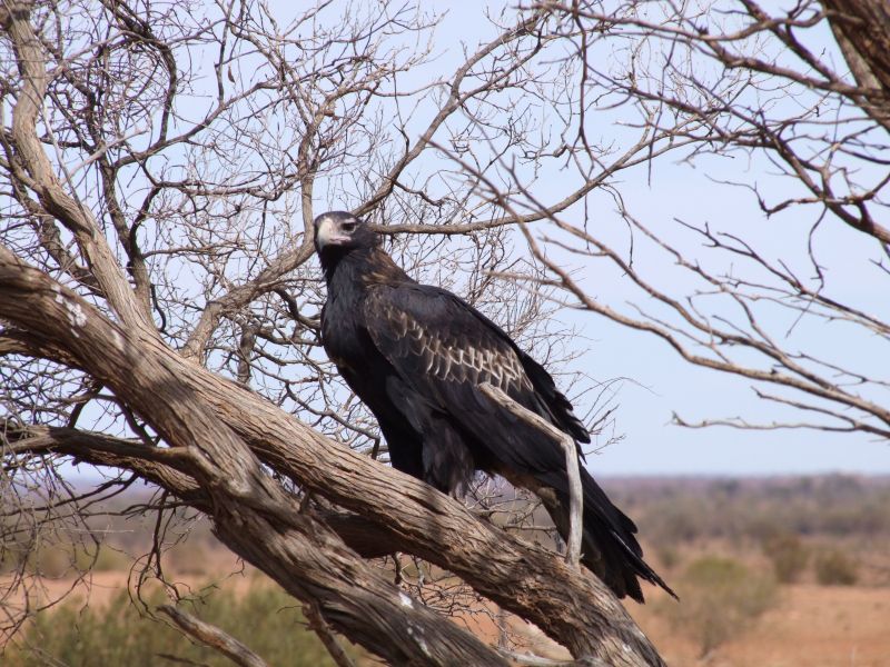 Uluru Birding -  Autumn 01