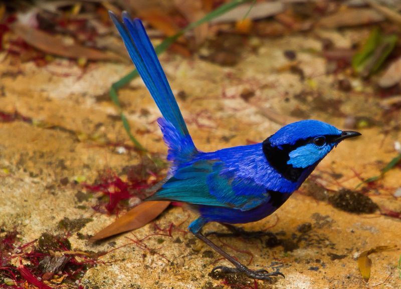 Uluru Birding -  Autumn 03