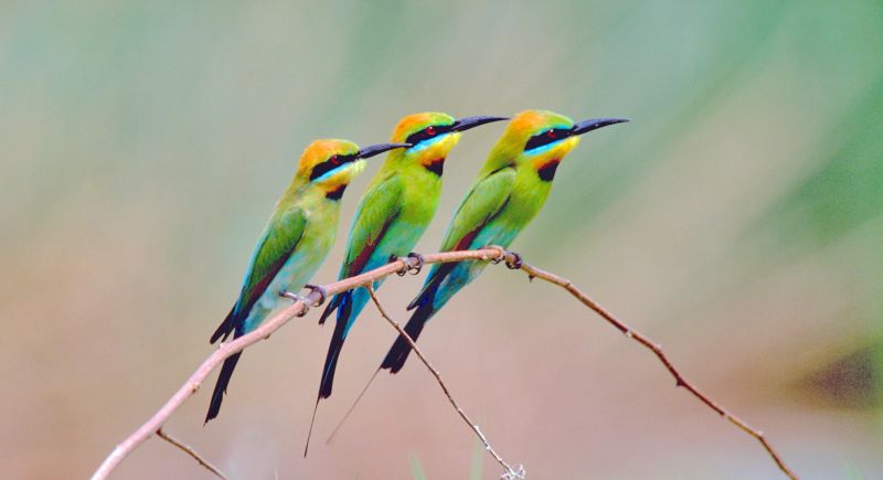 Australia S Top 10 Most Beautifully Coloured Birds Australian