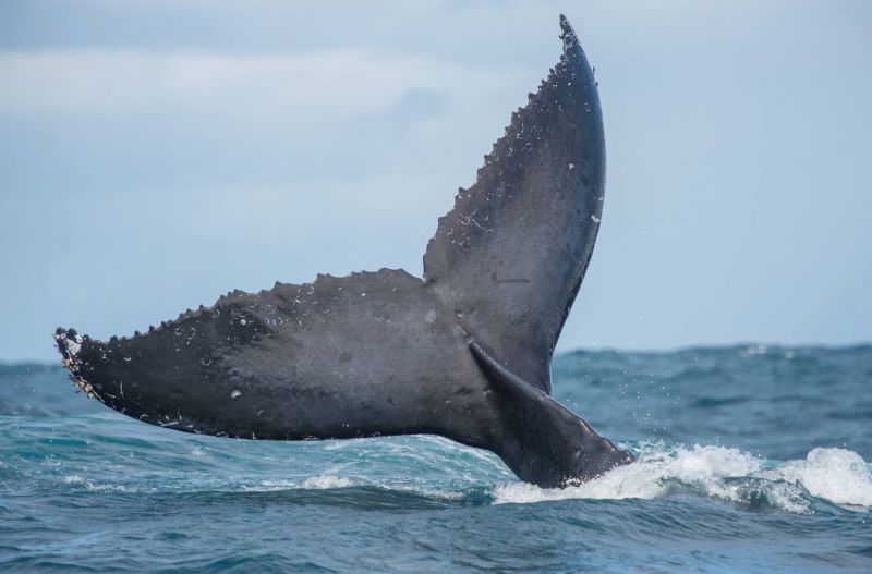 Sydney Marine Mammals - Summer 01