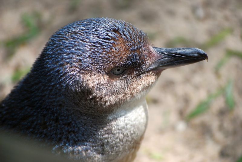 Tasmania Birding - Summer 02