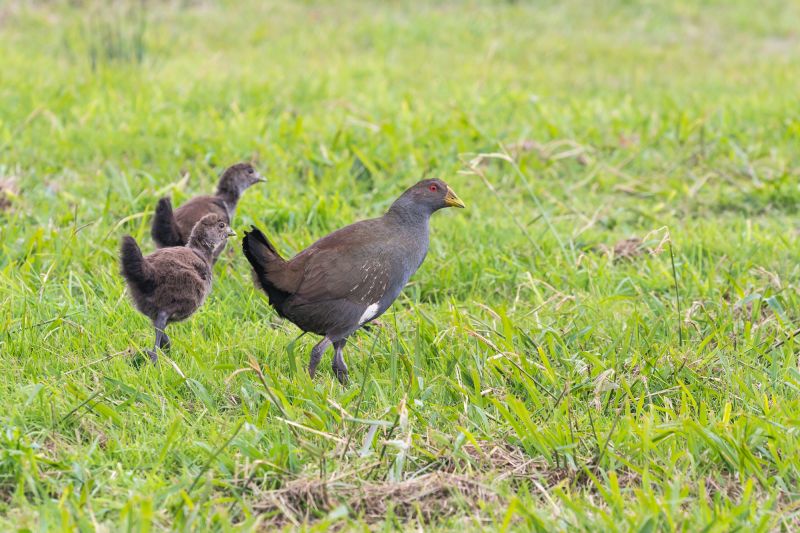 Tasmania Birding - Winter 02