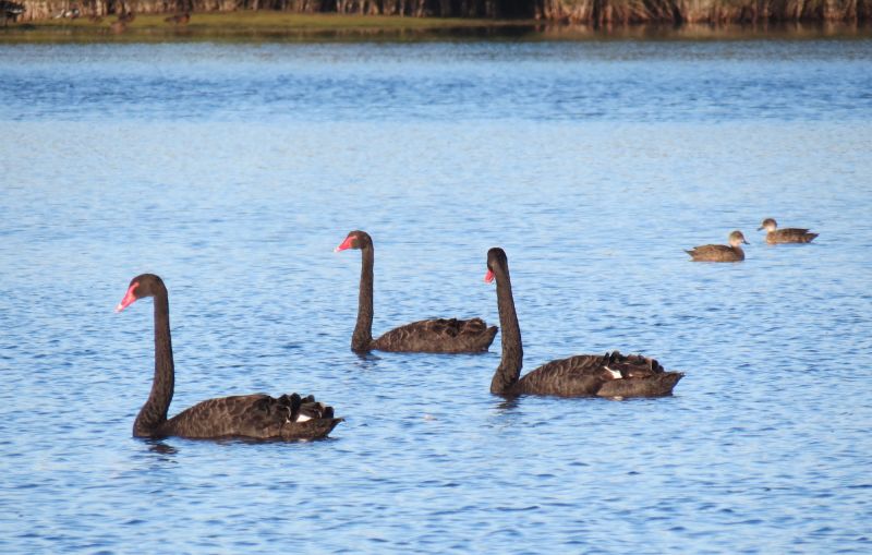 Tasmania Birding - Winter 04