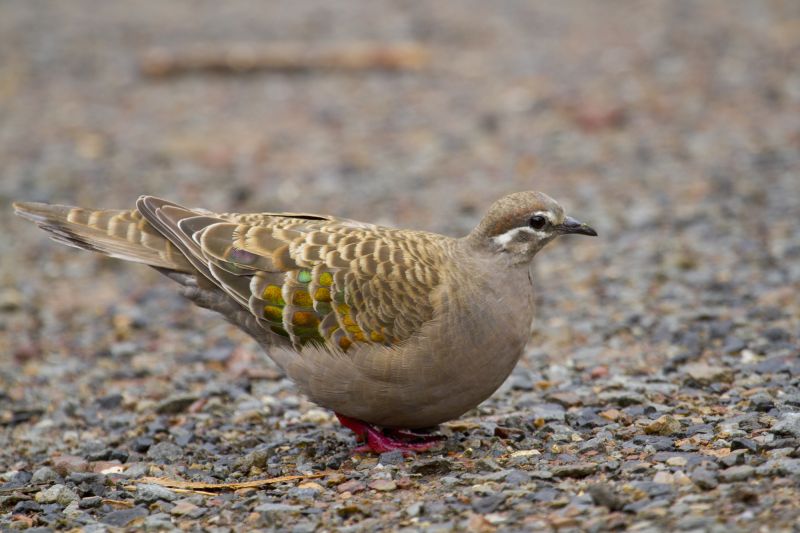 Eyre Peninsula Birding - Summer 02