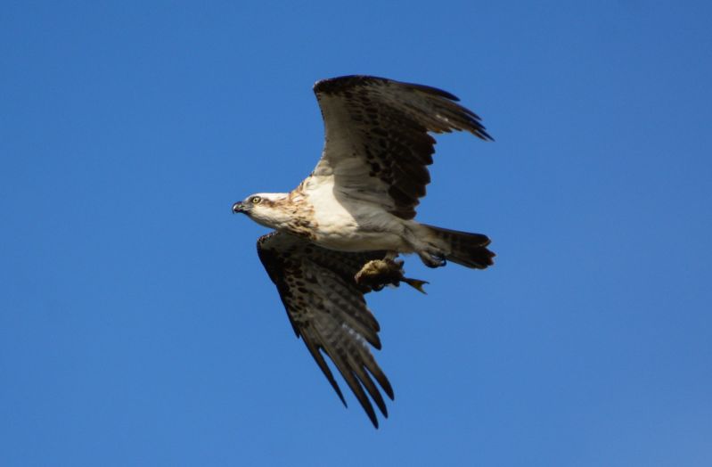 Eyre Peninsula Birding - Spring 01