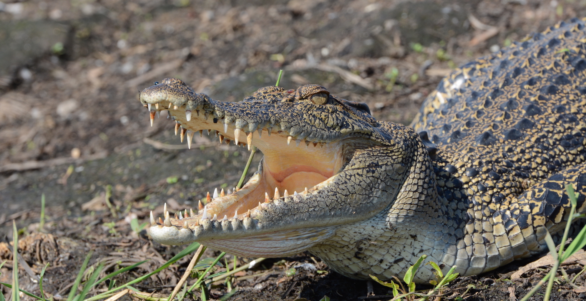 Saltwater Crocodile