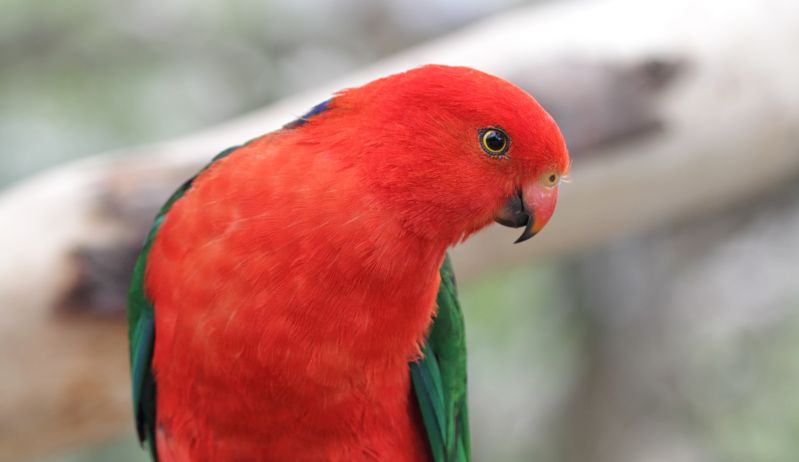 East Gippsland Birding - Spring 05