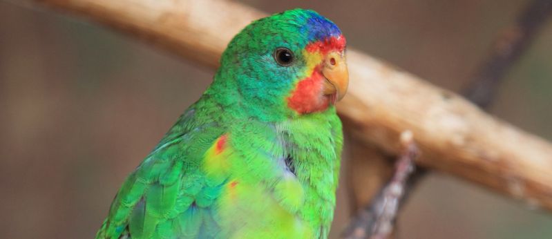 Maria Island Birds - Spring 05